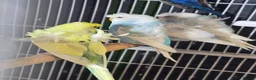 Budgerigars birds for sale: Hogoromo Pied budgies  - Advert 1