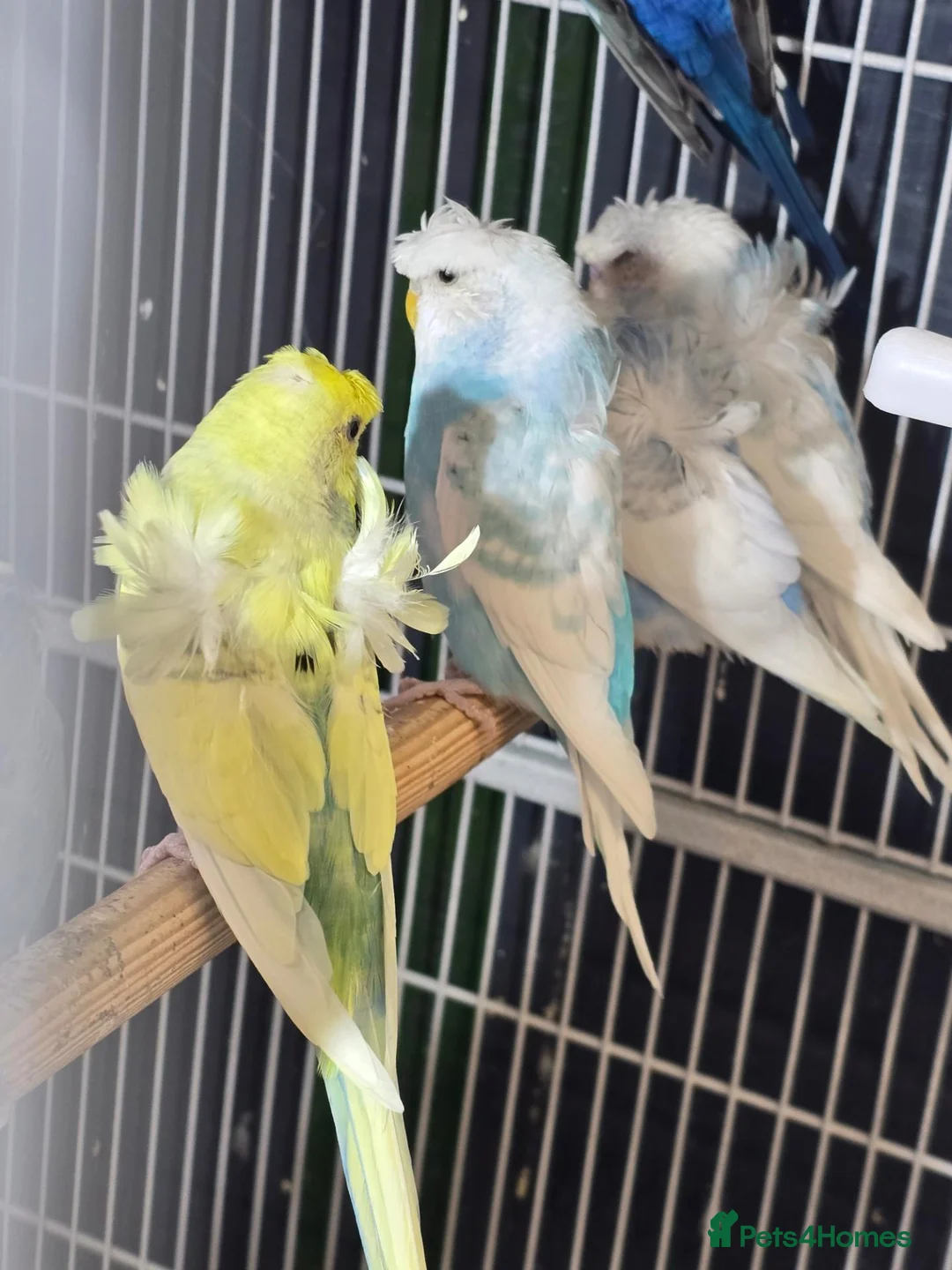 Budgerigars birds for sale: Hogoromo Pied budgies  - Advert 1