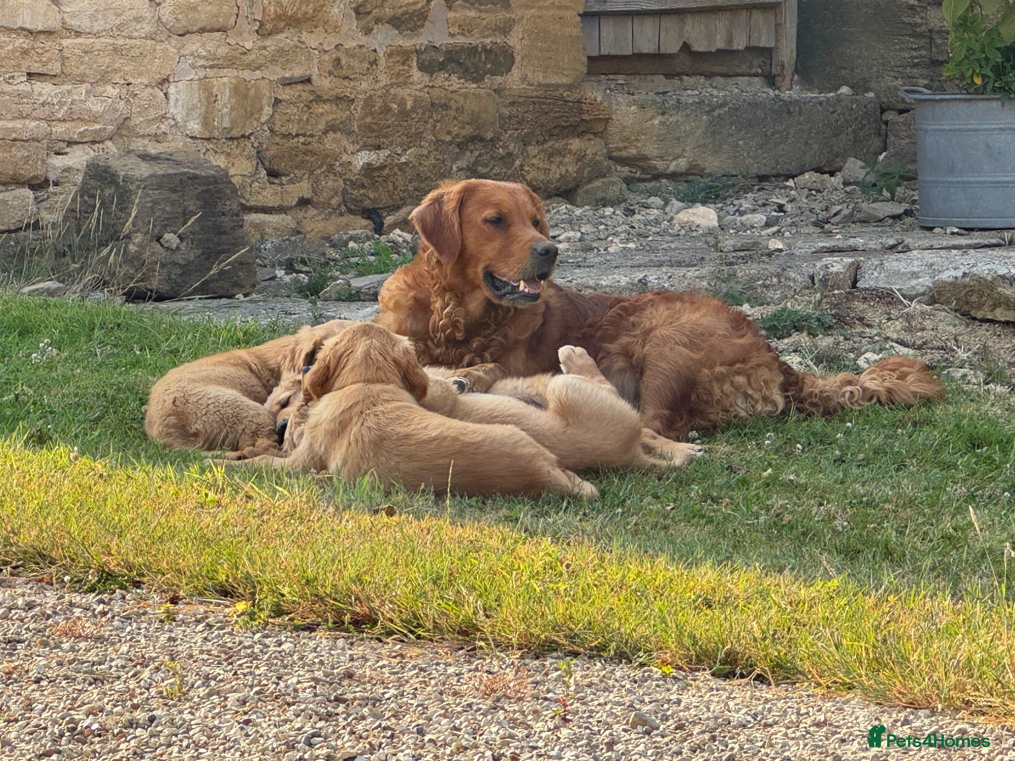 Golden Retriever dogs Dark Red Golden Retriever Pups - Advert 2