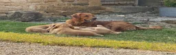 Golden Retriever dogs for sale: Dark Red Golden Retriever Pups in Burford - Advert 2