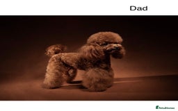 Toy Poodle dogs for sale: Tiny red toy poodles  - Image 9