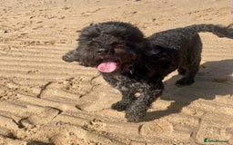 Cockapoo dogs for stud: Cockapoo for stud - Image 1
