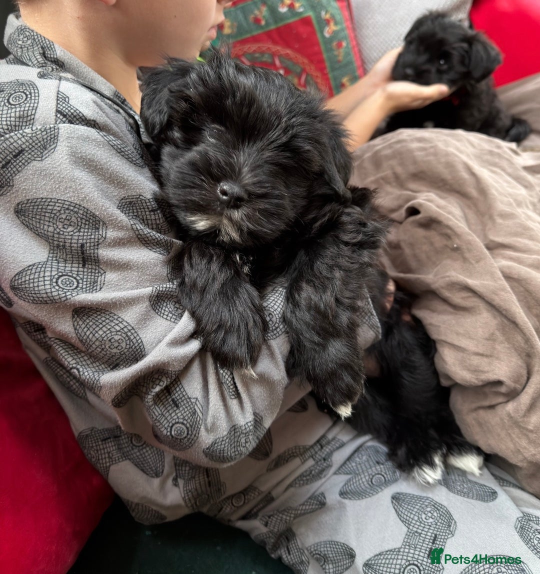 Miniature Schnauzer dogs for sale: Miniature Schnauzer Liver gene litter - Advert 7