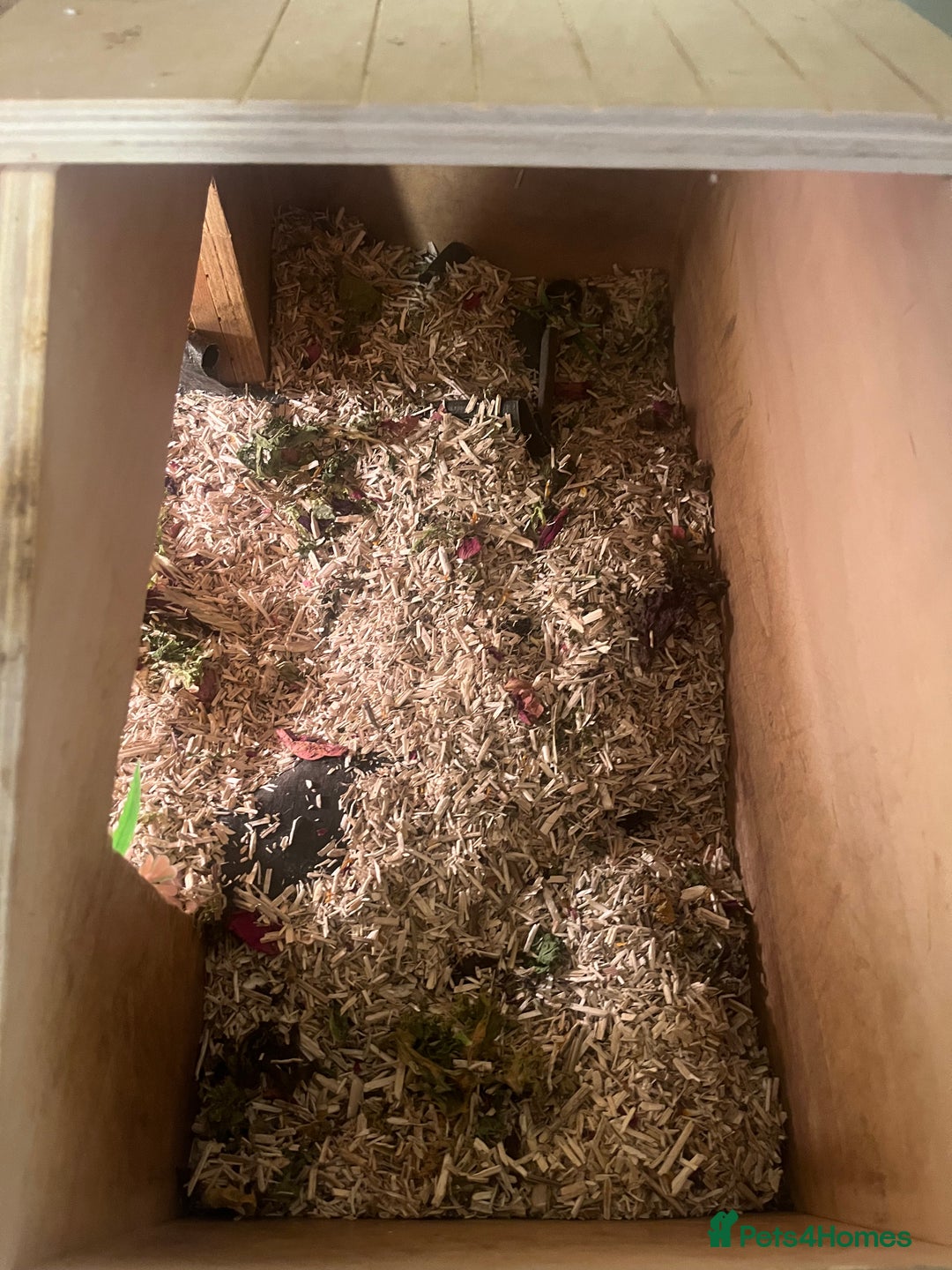 Tortoise reptiles for sale: Horsfield Tortoise - Advert 8