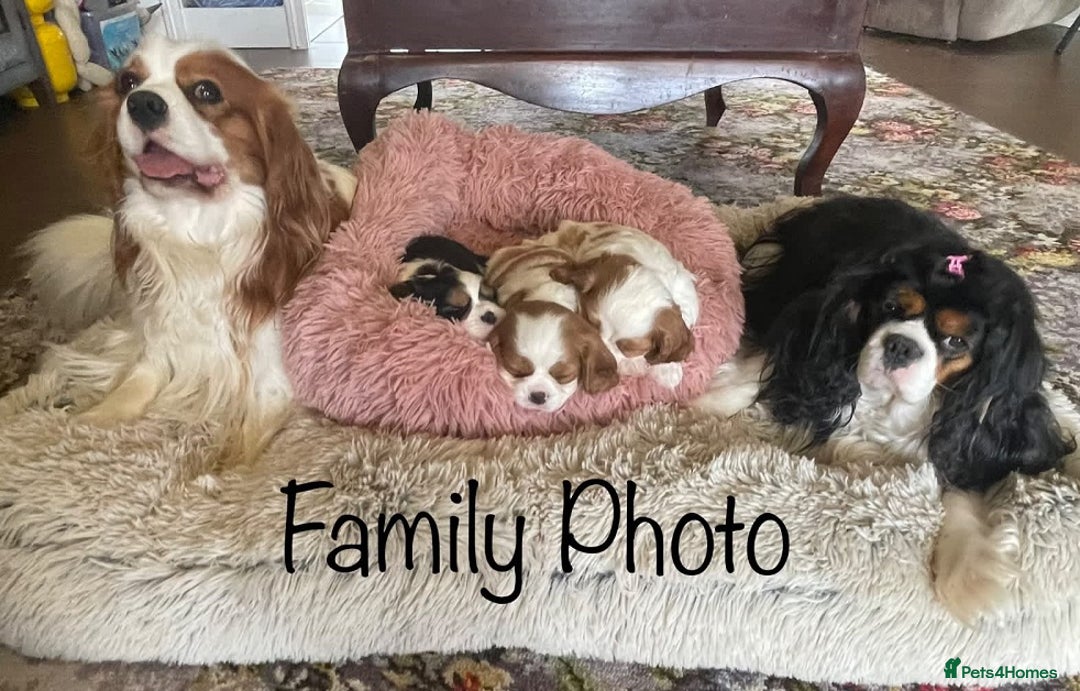 Cavalier King Charles Spaniel dogs for sale: Charming purebred Cavalier King Charles Spaniels - Advert 4