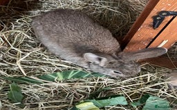 Mixed Breed rabbits for sale: Baby Rabbits and a Mama & female baby.  - Image 3