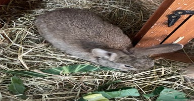 Mixed Breed rabbits - Advert 1