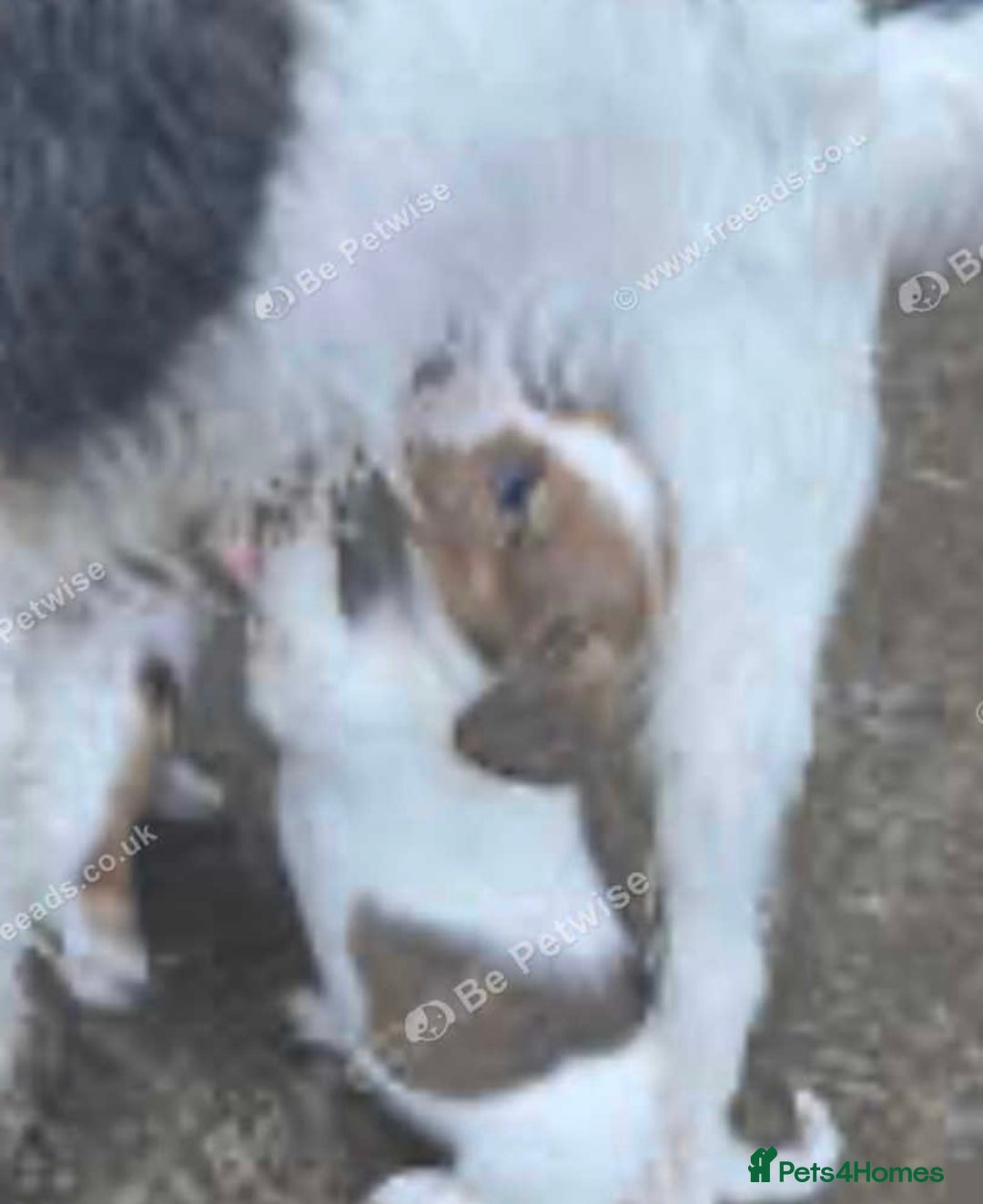 Jack Russell dogs for sale: Jack Russel Molly  - Advert 3