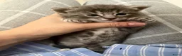 Mixed Breed cats for sale: Very beautiful marbled and striped cats - Advert 7