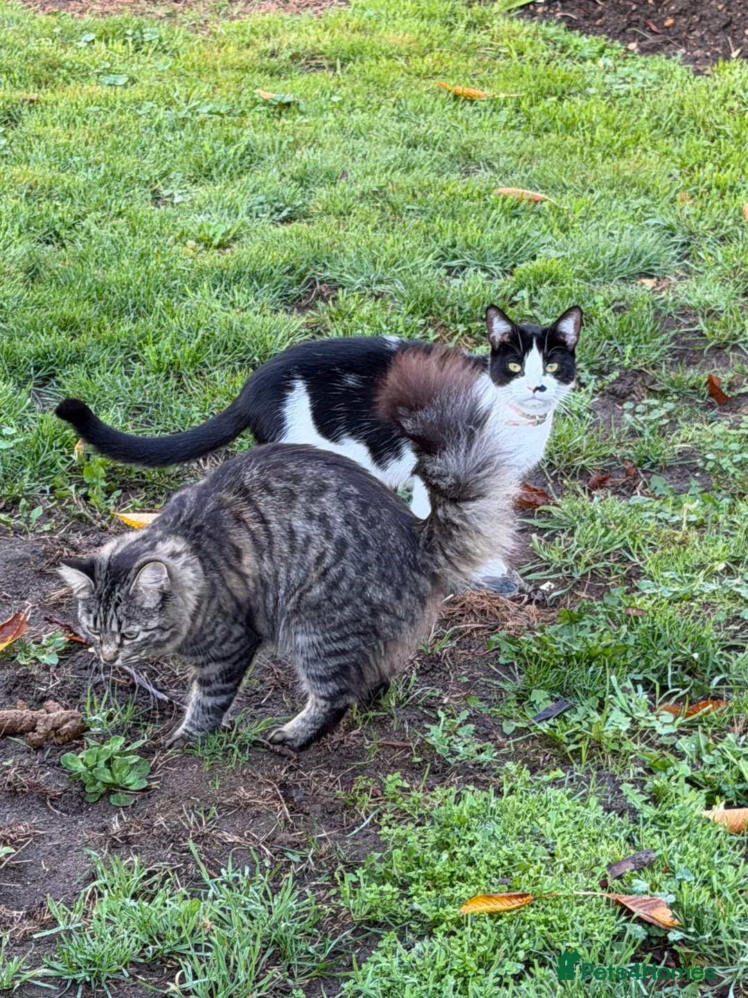 Mixed Breed cats for sale: 2 cats  - Advert 1