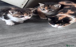 Bengal cats for sale: Beautiful bengal kittens - Image 5