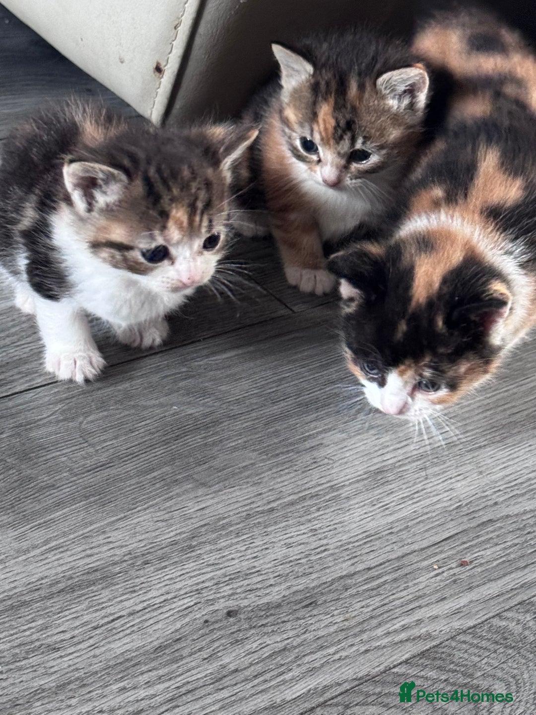 Bengal cats for sale: Beautiful bengal kittens - Image 5