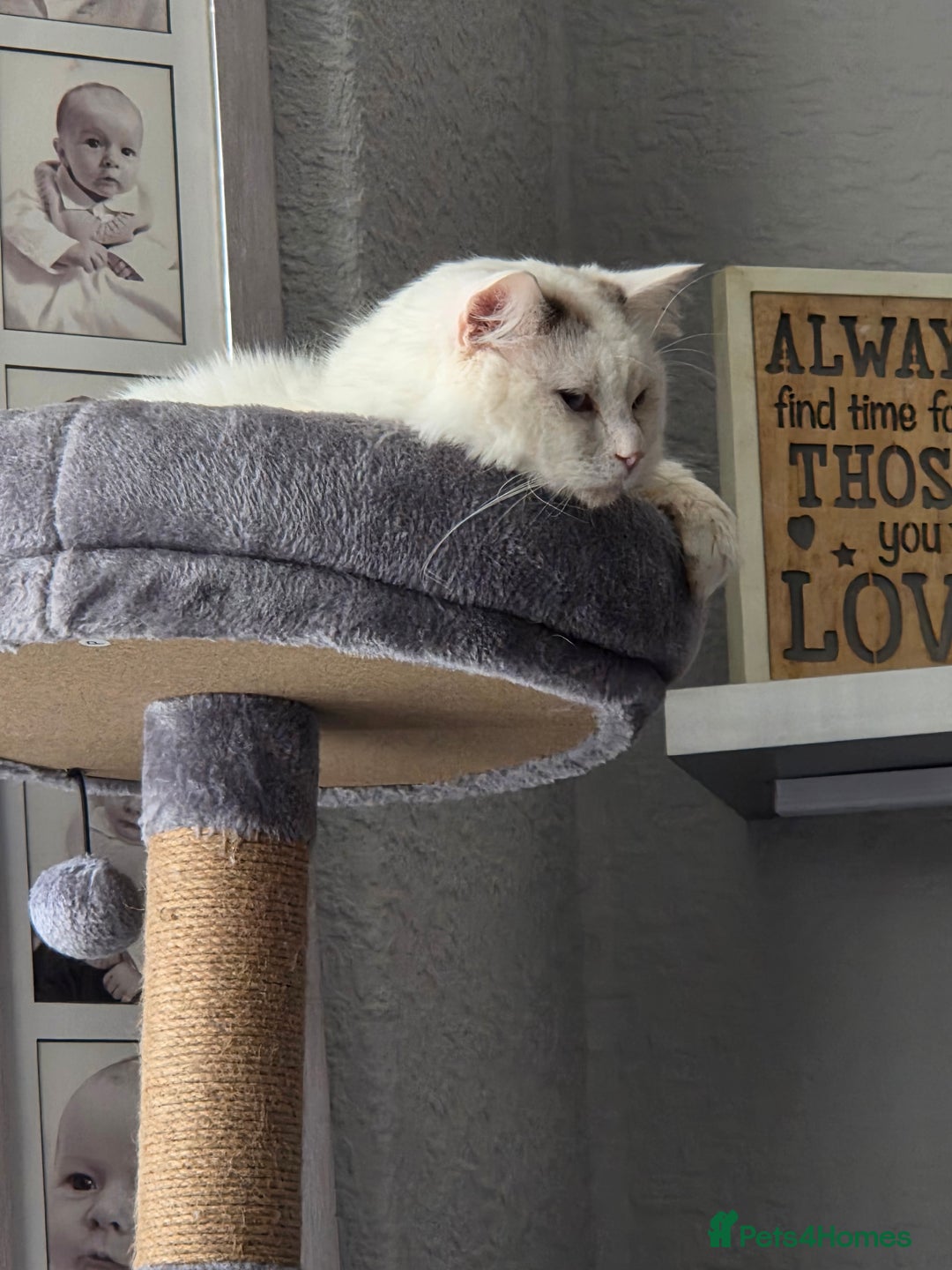 Ragdoll cats for sale: Handsome ragdoll - Image 4