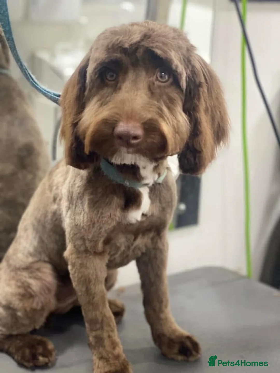 Cockapoo dogs for sale: Cockapoo puppies - Advert 2