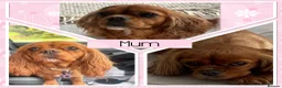 Cavalier King Charles Spaniel dogs for sale: Beautiful KC registered CKCS litter 💛 - Advert 17