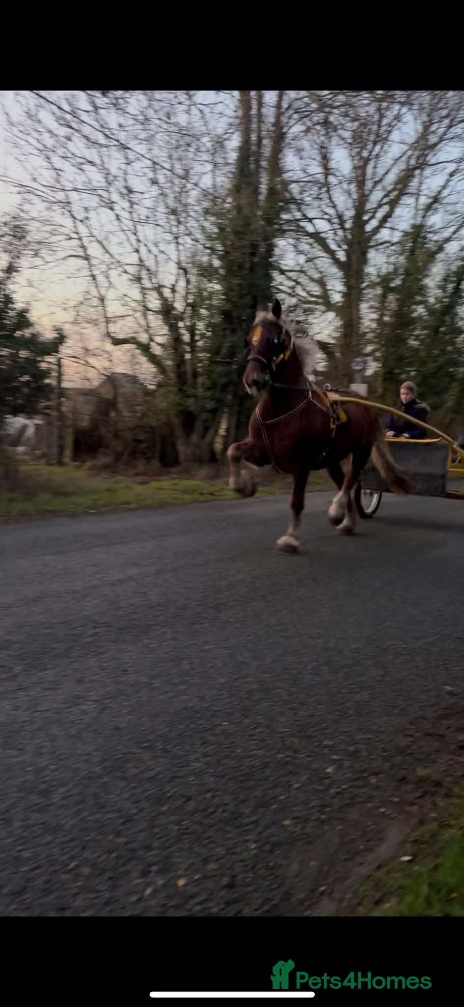 Welsh Section D horses 15.2 Welsh d gelding  - Advert 1