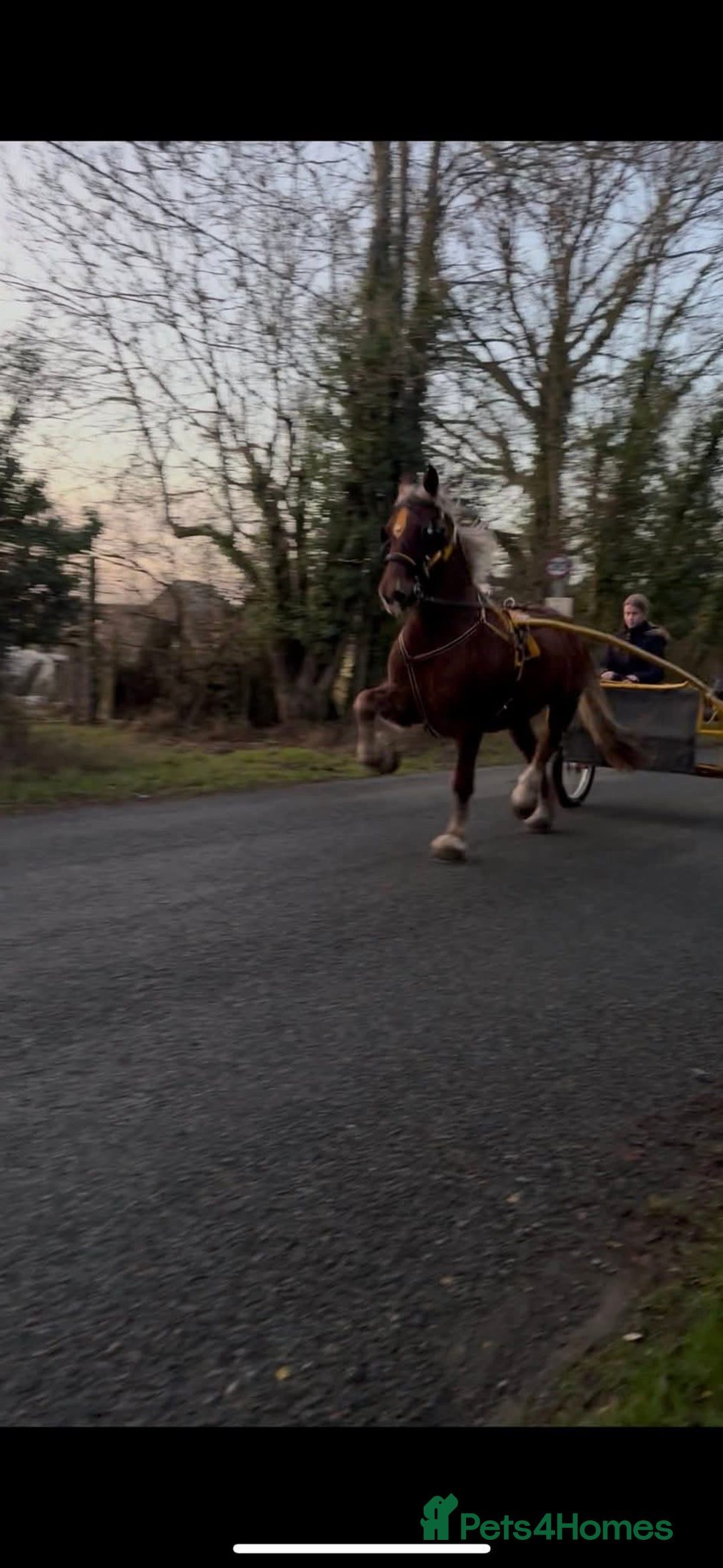 Welsh Section D horses for sale: 15.2 Welsh d gelding  - Advert 1