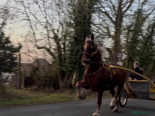 Welsh Section D horses 15.2 Welsh d gelding - Advert 1