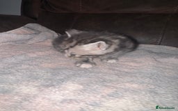 Mixed Breed cats for sale: 4 fluffy part Maine coon kittens  - Image 11