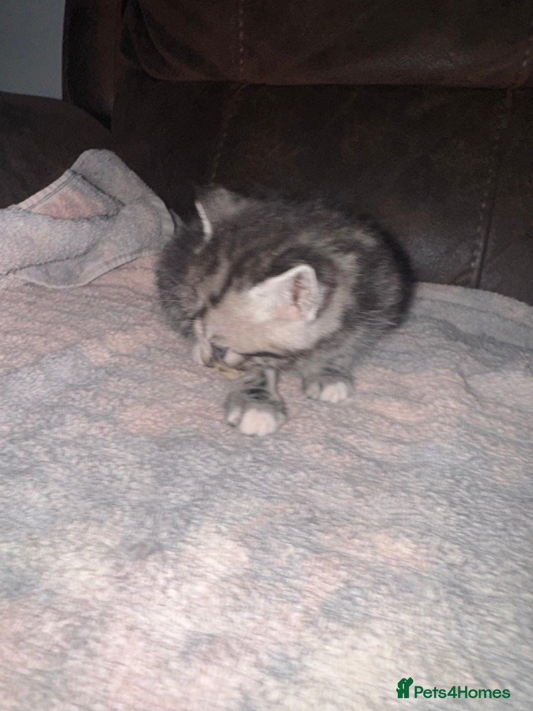 Mixed Breed cats for sale: 4 fluffy part Maine coon kittens  - Image 11