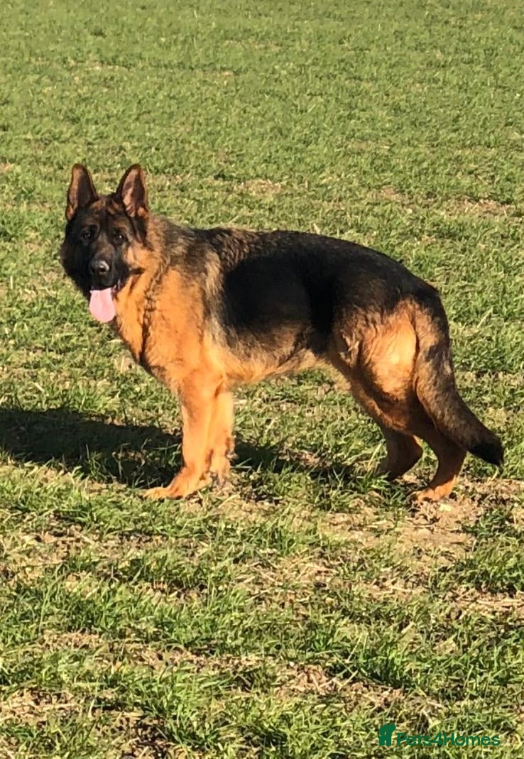 German Shepherd dogs Quality Litter GSD Puppy’s @icepack - Advert 2