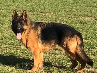 German Shepherd dogs Quality Litter GSD Puppy’s @icepack - Advert 2