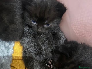 Mixed Breed cats 4 kittens for sale - Advert 2