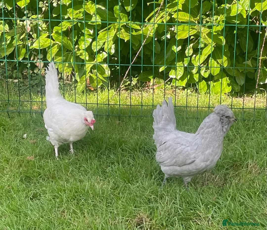 Chickens poultry for sale: Araucana chickens - Advert 1