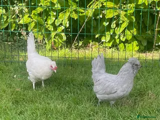 Chickens poultry Araucana chickens - Advert 4