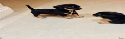 Mixed Breed dogs for sale: miniature dachshunds+French bulldog in Cardiff - Advert 7