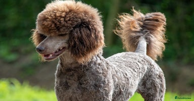 Standard Poodle dogs - Advert 5