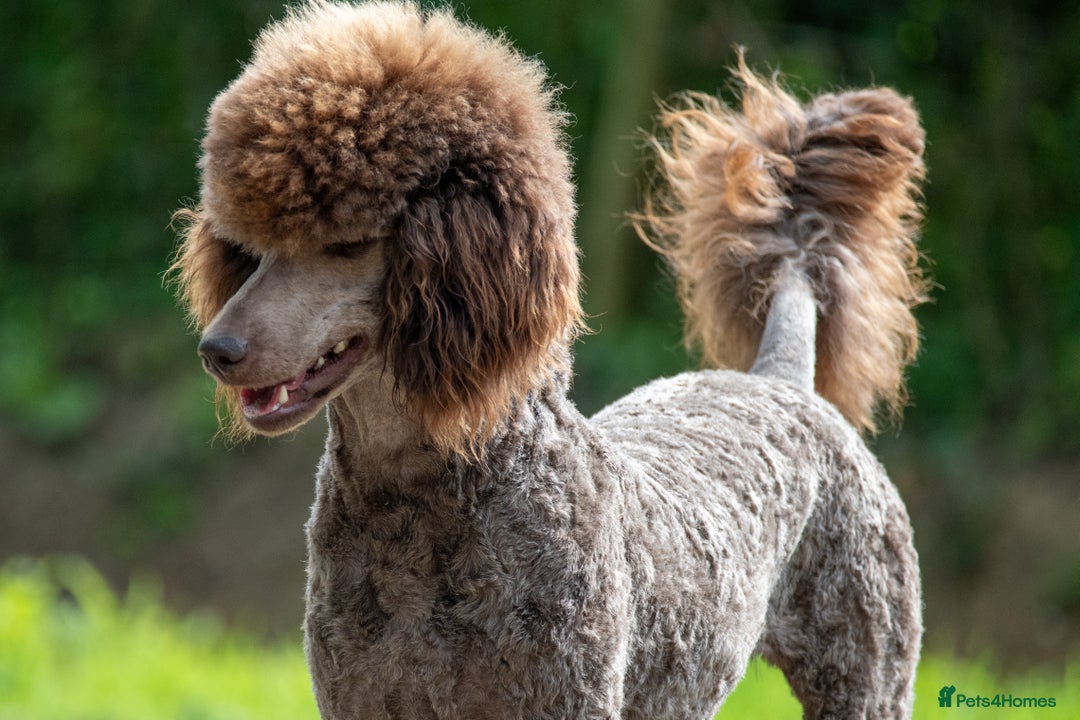 Standard Poodle dogs for sale: KC Standard Poodle Waiting List  - Image 3