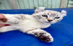 Savannah cats for sale: Breath taking wild looking girl  - Image 26