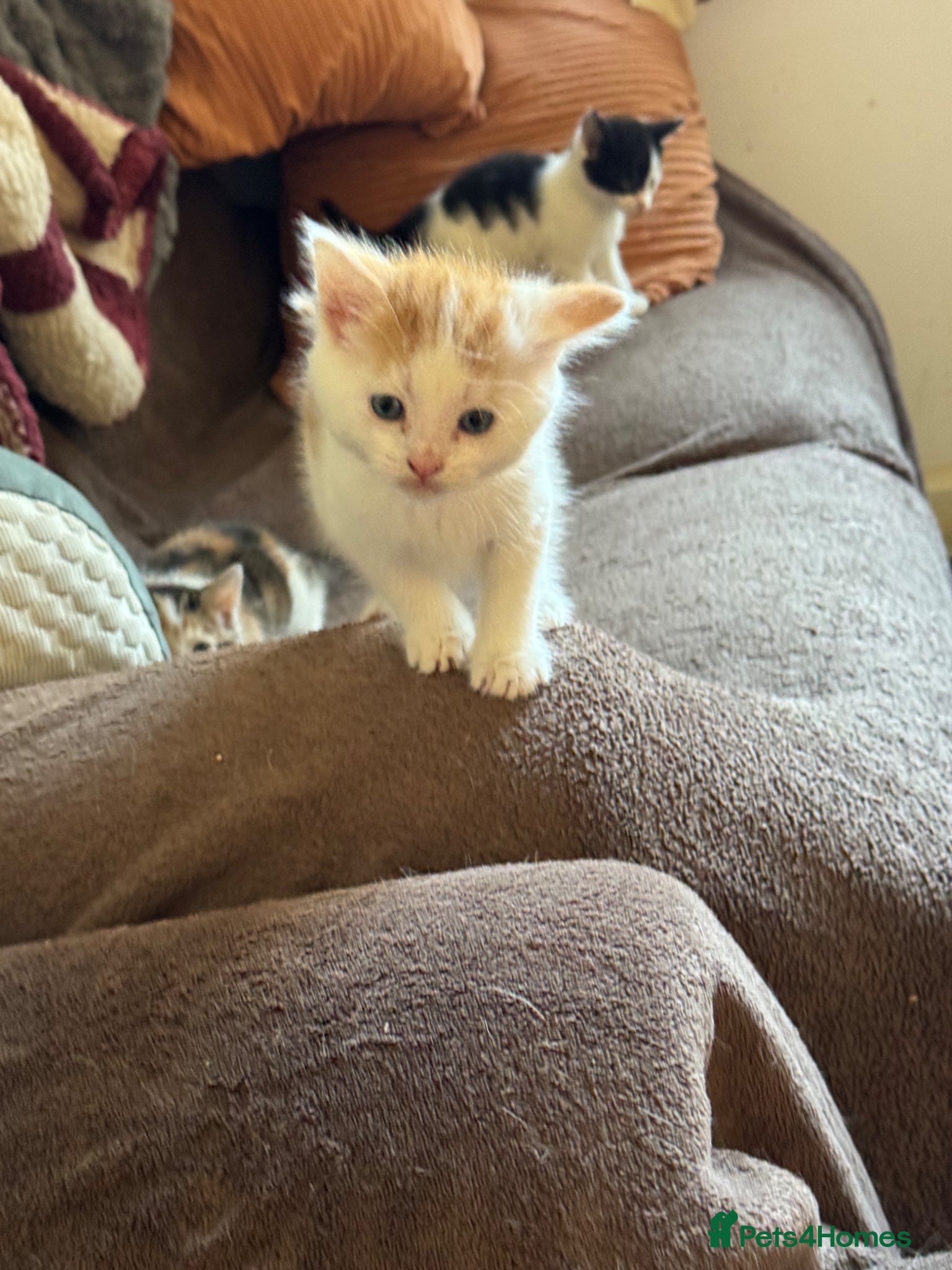 Mixed Breed cats 2 ginger and white boy kittens left ready to go.  - Advert 6