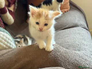Mixed Breed cats 2 ginger and white boy kittens left ready to go. - Advert 17