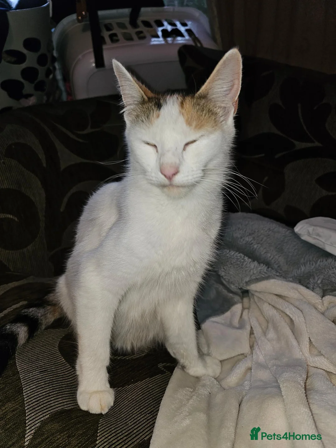 Mixed Breed cats for sale: Beautiful little kittens  - Advert 1