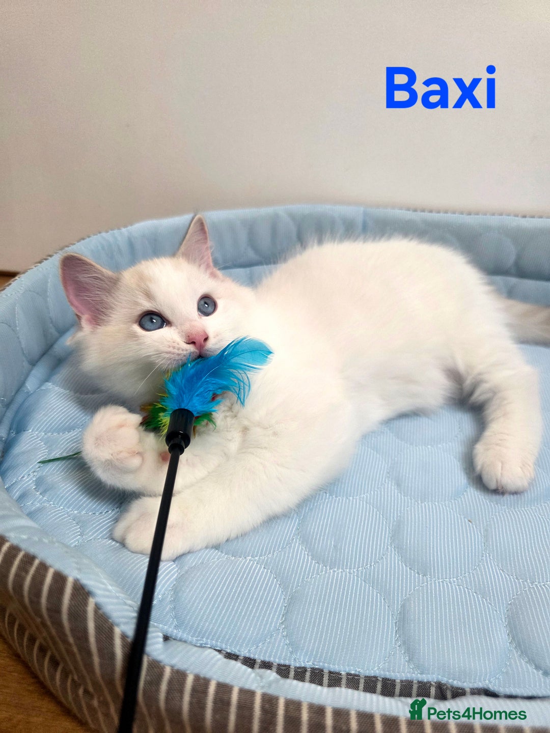 Ragdoll cats for sale: 💕GCCF registered ragdoll kittens💕 - Advert 9