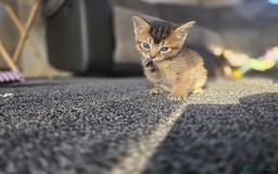 Abyssinian cats for sale: Abyssinian X Bengal Kittens - Image 14