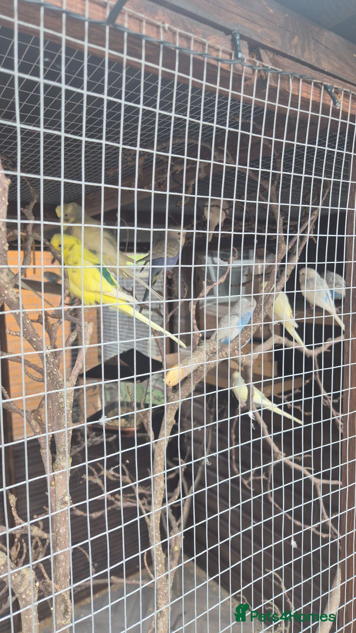 Budgerigars birds Budgies for sale  - Advert 3