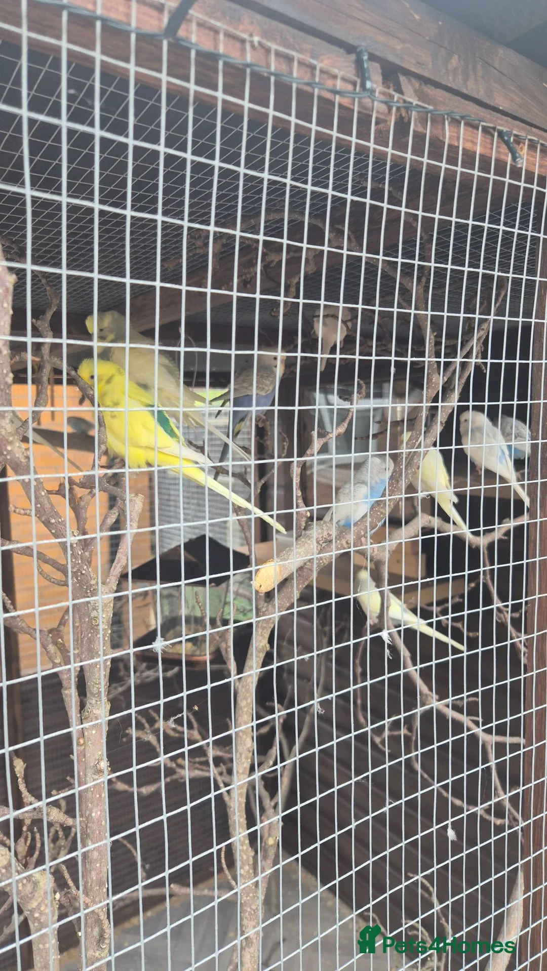 Budgerigars birds for sale: Budgies for sale  - Advert 1