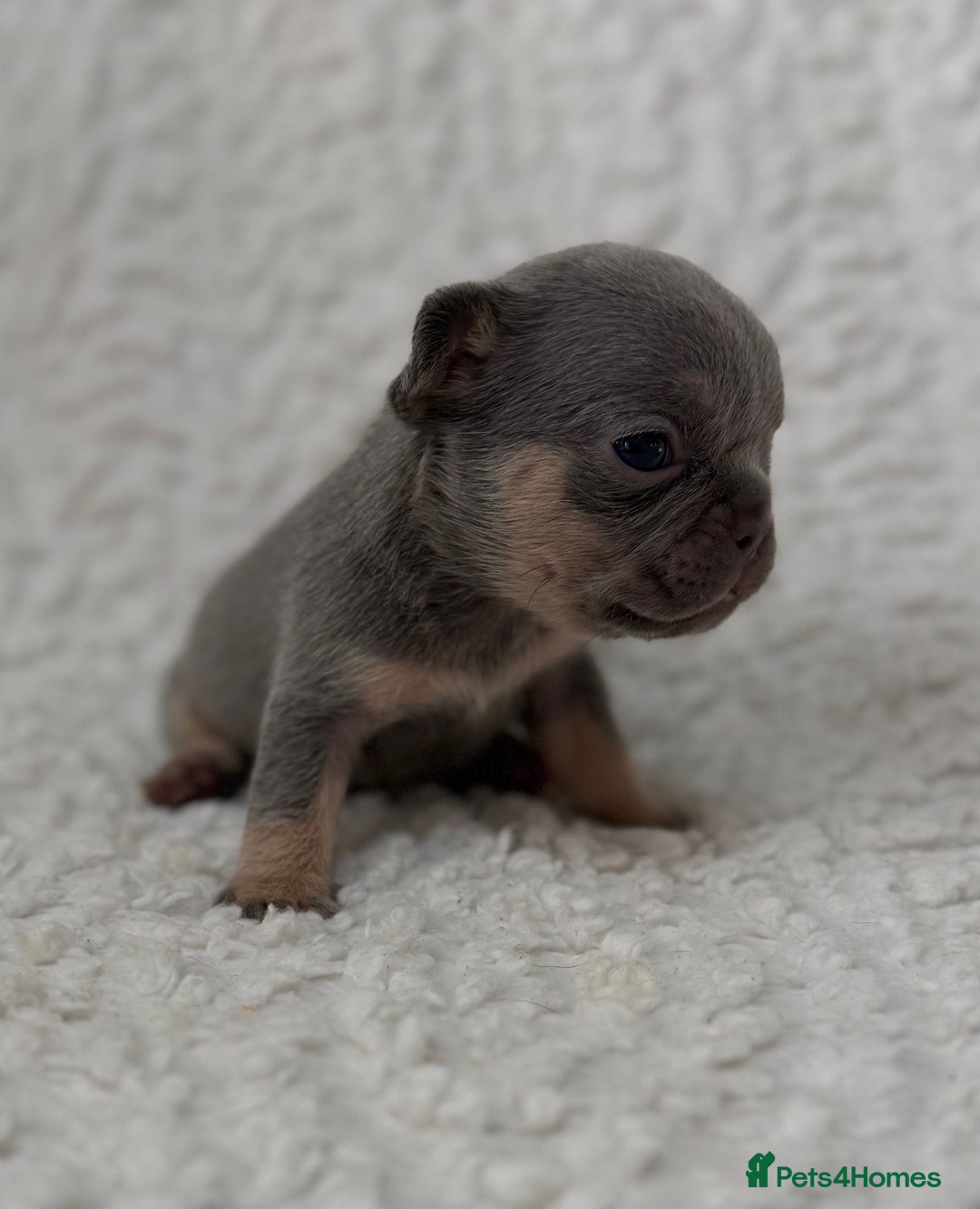 French Bulldog dogs for sale: French bulldog pups - pink and fluffy carries  - Image 7