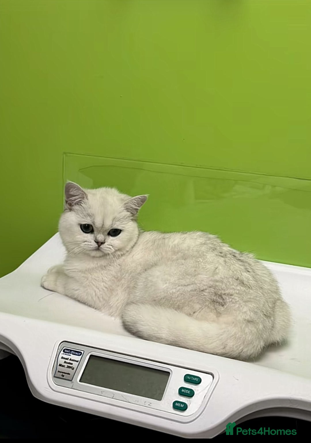 British Shorthair cats for sale: Luna looking for a lovely new family - Advert 7