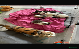 Mixed Breed cats for sale: 7 Beautiful Kittens 🩷💙 - Image 31