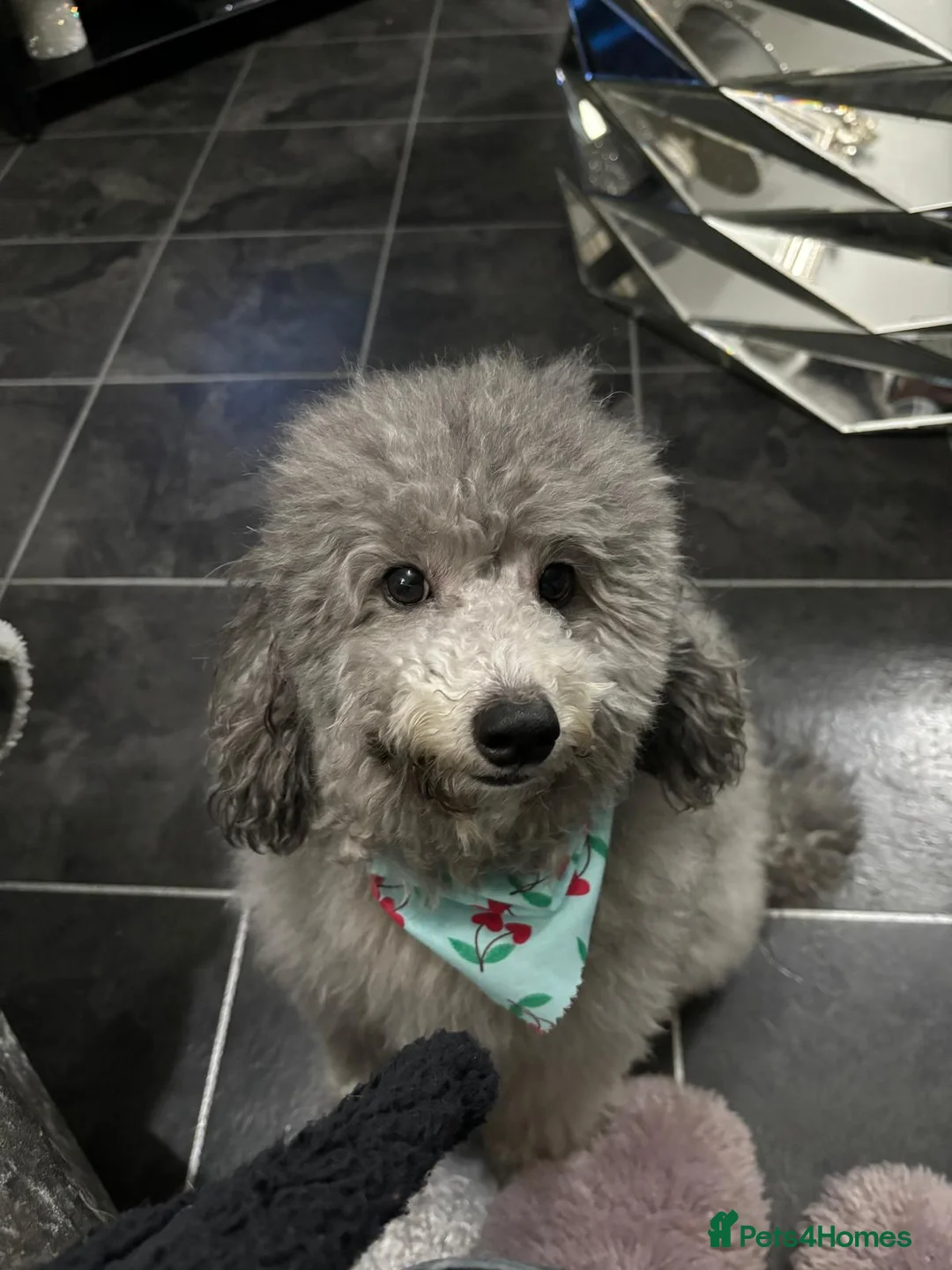 Maltipoo dogs for sale: F1 generation Maltipoo's - Advert 8