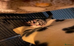 Sugar Glider rodents for sale: 2 male sugar gliders  - Advert 6