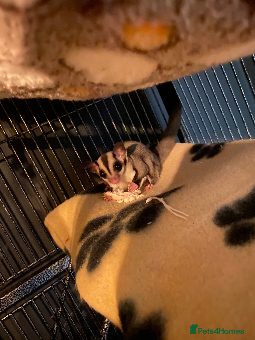 Sugar Glider rodents for sale: 2 male sugar gliders  - Advert 6
