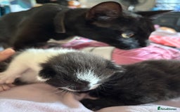 Domestic Shorthair cats for sale: 2 beautiful kittens to be homed together  - Image 4