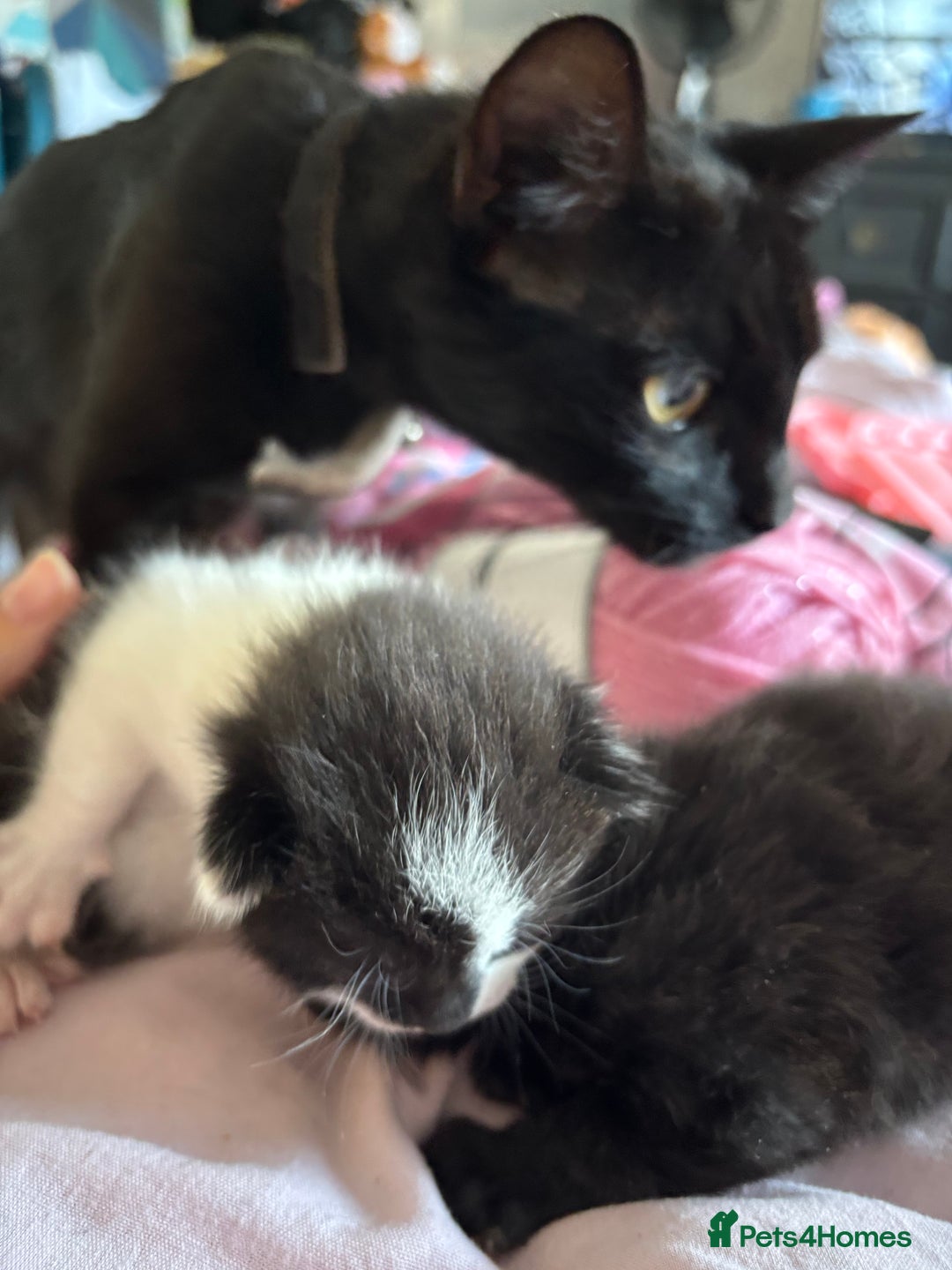 Domestic Shorthair cats for sale: 2 beautiful kittens to be homed together  - Image 4