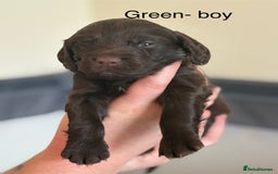 Cocker Spaniel dogs for sale: Gorgeous Working Cocker spaniels for sale - Image 5