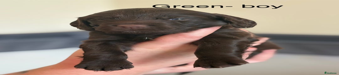 Cocker Spaniel puppy green